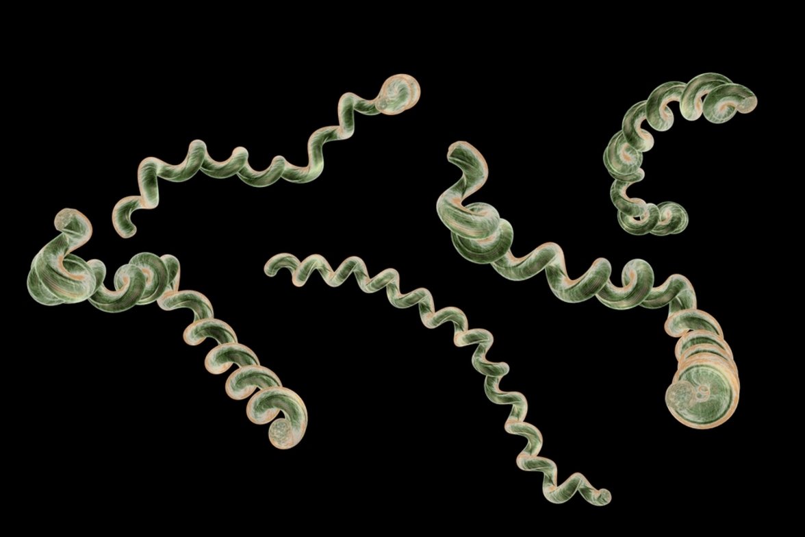 Более высокая эффективность комбинированной антибиотикотерапии по сравнению с монотерапией в мышиной модели болезни Лайма