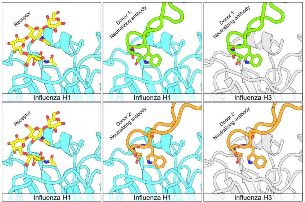 Новый тип антител показывает перспективность в борьбе с несколькими формами вируса гриппа