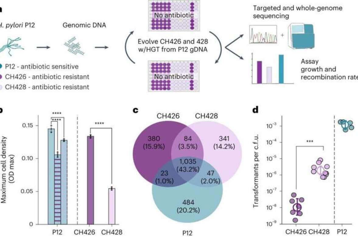 Эволюционный "разворот" может смягчить резистентность к антибиотикам