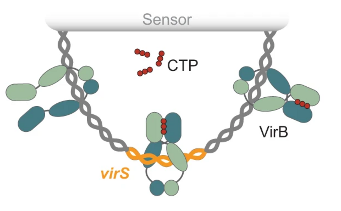 Молекулярный переключатель, играющий центральную роль при бактериальной дизентерии
