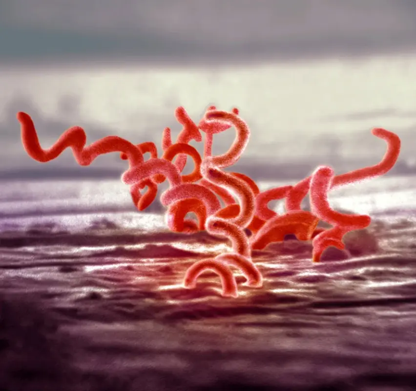 Предки возбудителя сифилиса мучили людей тысячелетиями