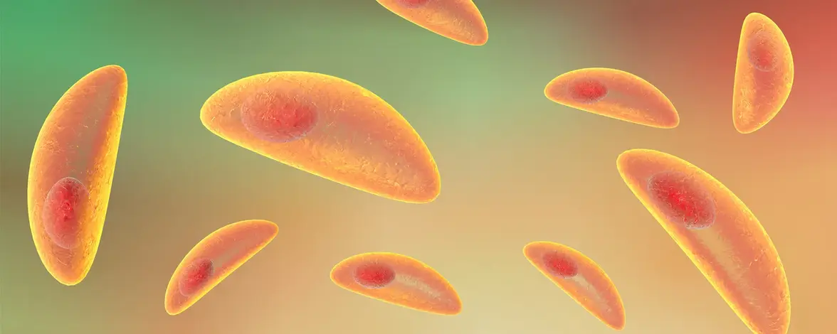 Пунктуальные белки помогают паразитам