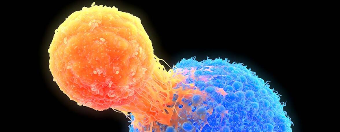 Сигнал запоминания для Т-клеток