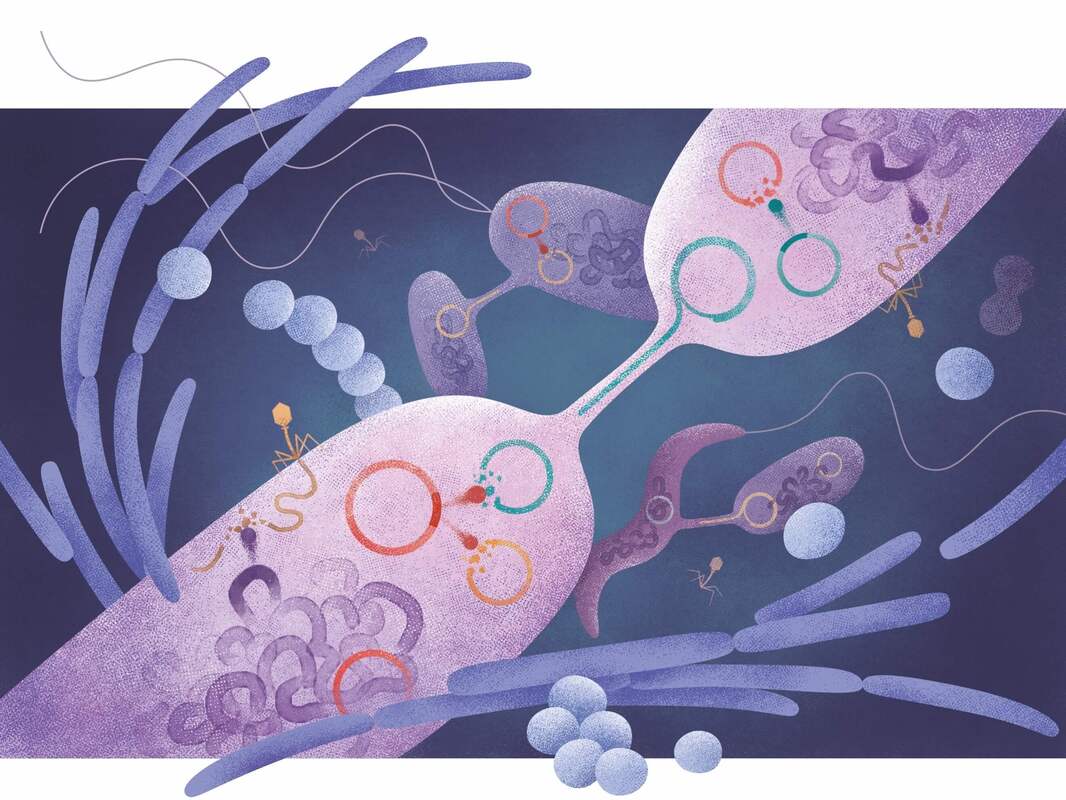 Защитные системы бактерий проявляют синергетическую антифаговую активность