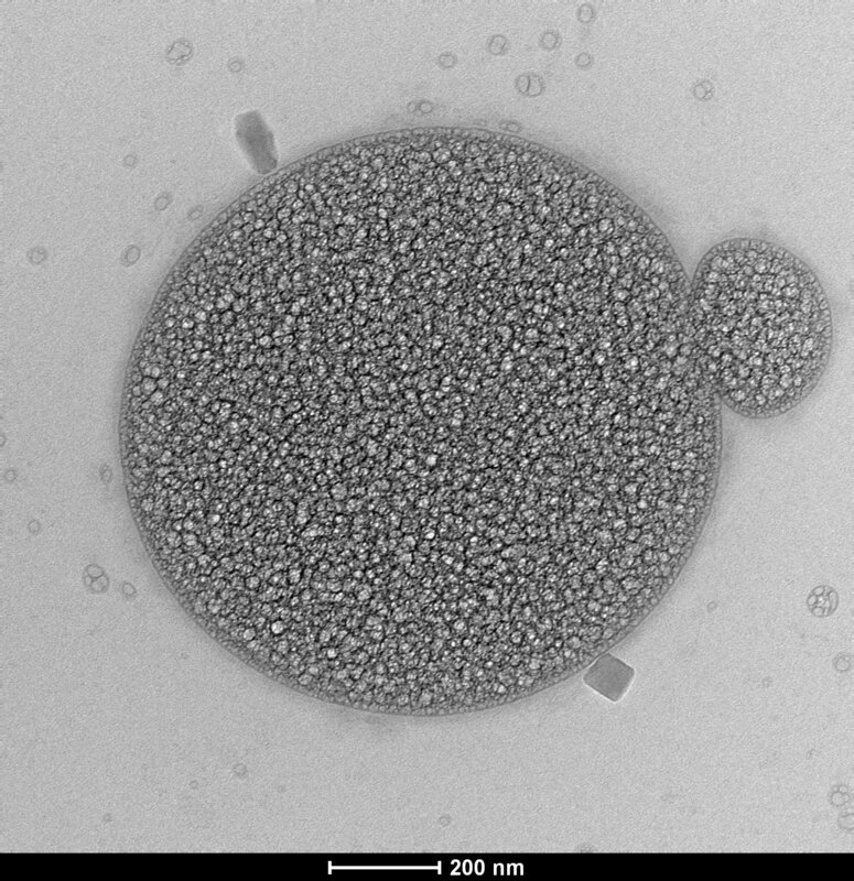 Двойная роль внеклеточных везикул, выделенных из биопленок Pseudomonas aeruginosa