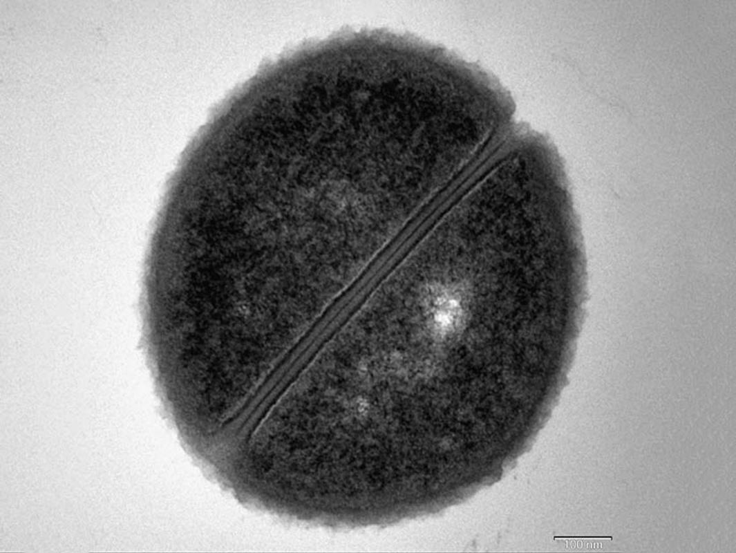 Как бактерия узнает, что ей пора делиться?