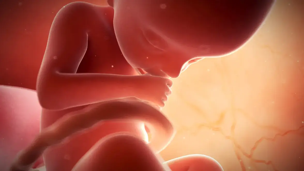 Материнское воспаление регулирует экстренный миелопоэз плода