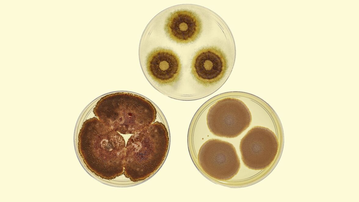 Исследователи сообщают о росте числа грибковых инфекций с лекарственной резистентностью в мире