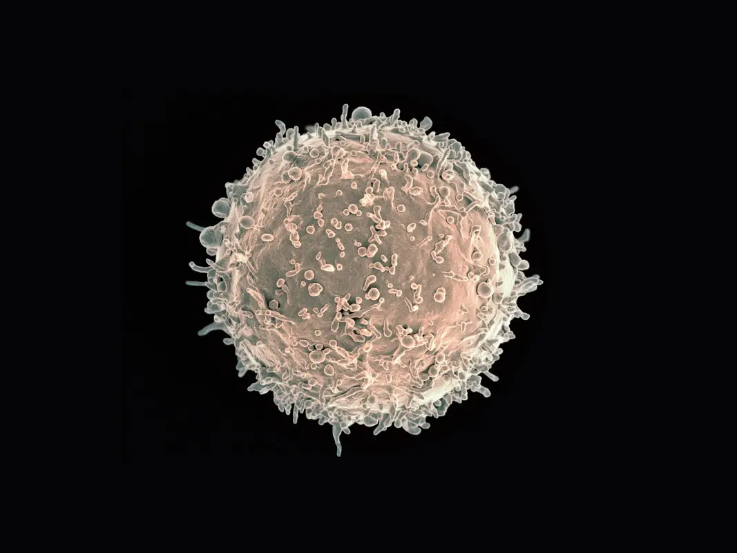Обнаружены иммунные клетки, которые могут вызывать слабый ответ антител при хронических вирусных инфекциях