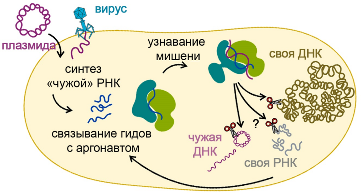 Российские молекулярные биологи обнаружили новый механизм работы бактериального иммунитета