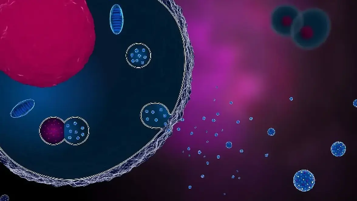 Последние достижения в области изучения свойств и применения экзосом, продуцируемых Lactobacillus