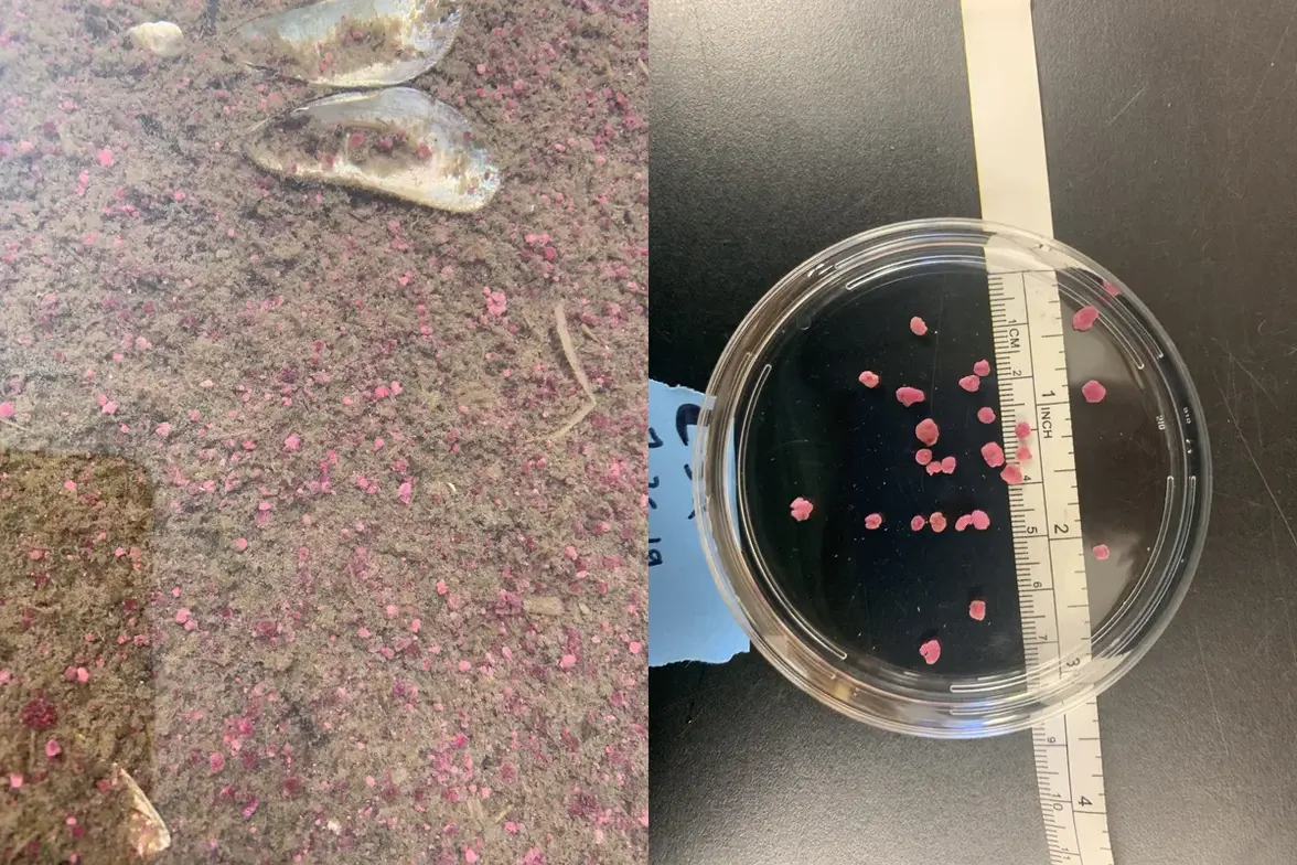 Многоклеточные бактерии развивают защитные механизмы, напоминающие иммунную систему человека