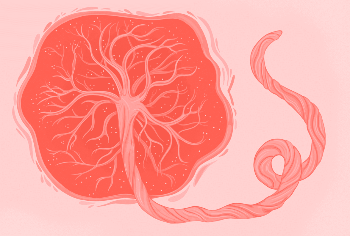 Активная реакция на патогены на ранних стадиях развития плаценты