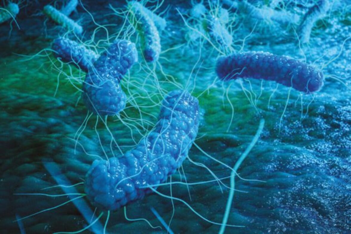 Мутации позволяют сальмонеллам стать долгожителями