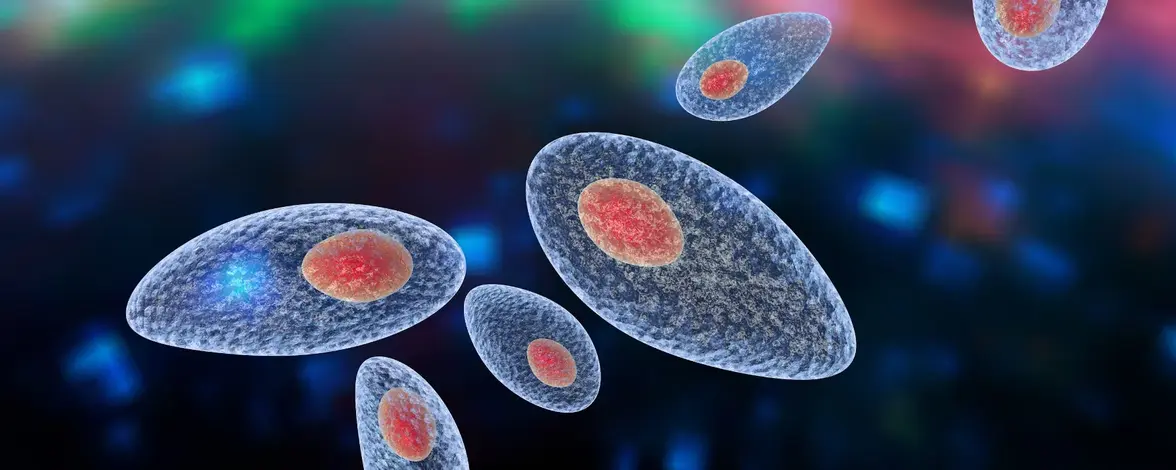 Паразитарная одиссея: РНК-вирус, скрытый в Toxoplasma gondii 