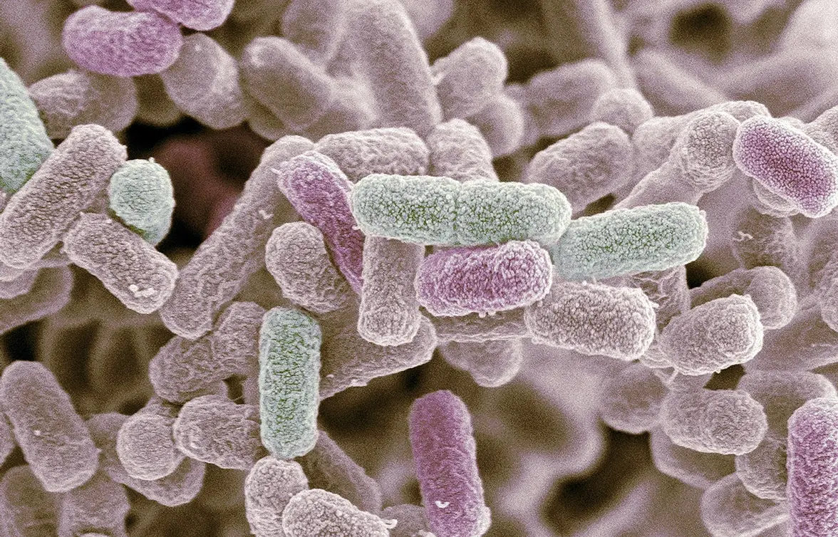 Лекарственно-резистентные инфекции чаще поражают женщин, считает ВОЗ