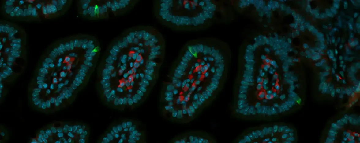 Пристанище для кишечных вирусов