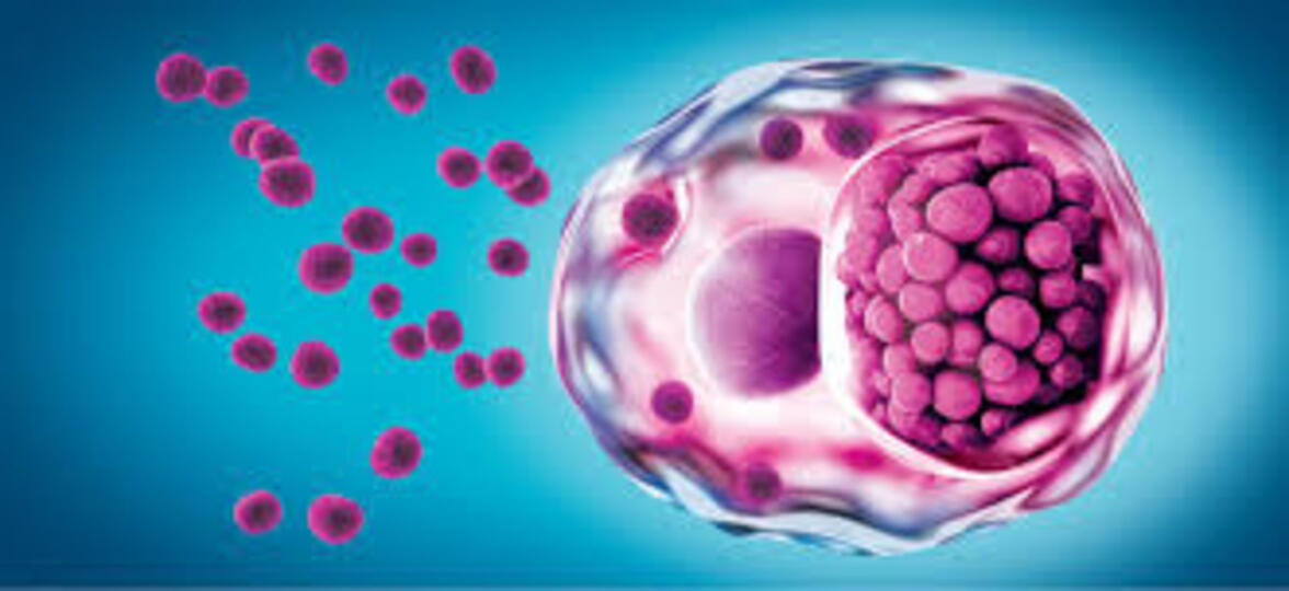 Эпигенетические изменения, индуцированные патогенными Chlamydia spp.