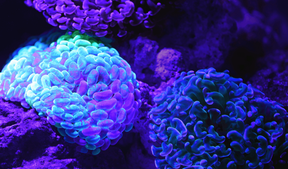 Отслеживание штаммов в сложных микробиомах с помощью анализа синтений позволяет выявить межвидовые формы эволюции