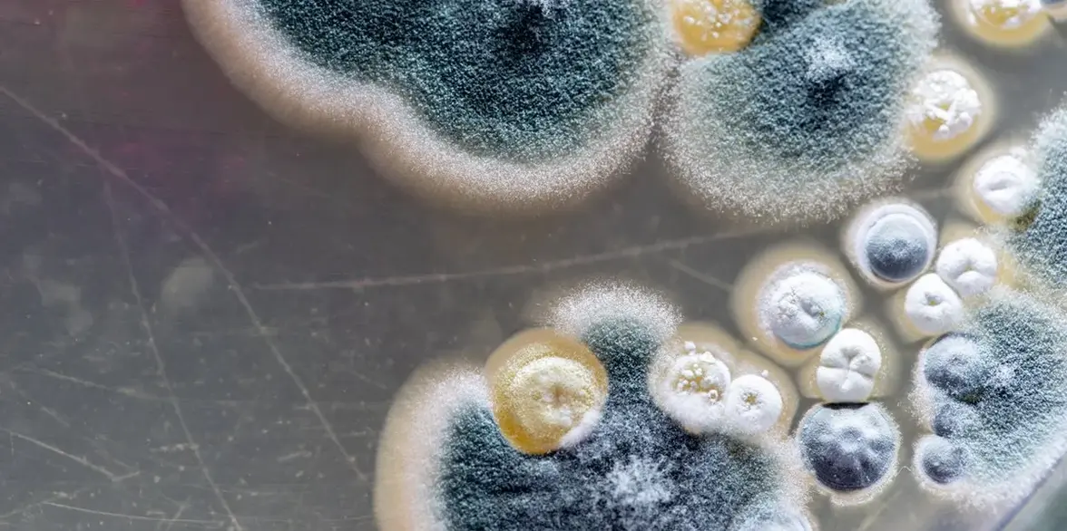 Изменение климата может сделать грибки более опасными