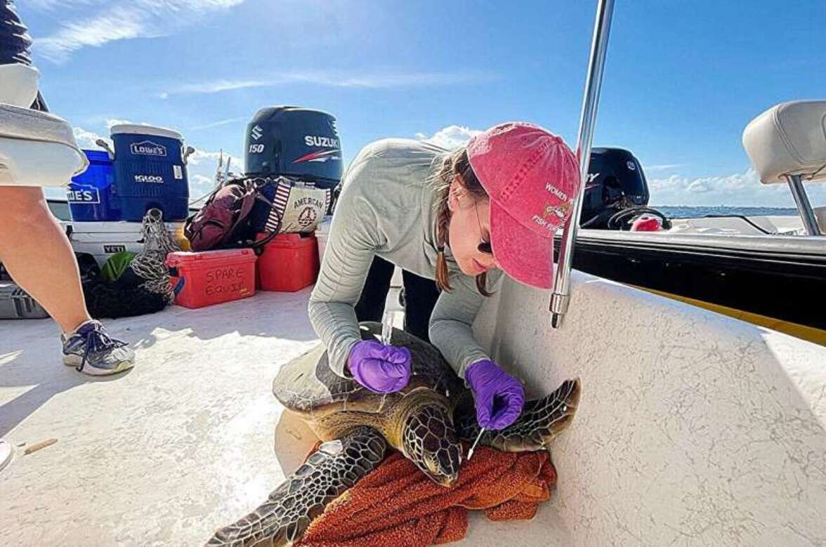 Новая база данных обнаруживает наличие магнитных бактерий у животных