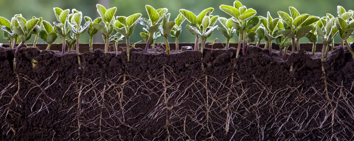 Микробиом корней растений не сильно отличается от микробиома человека