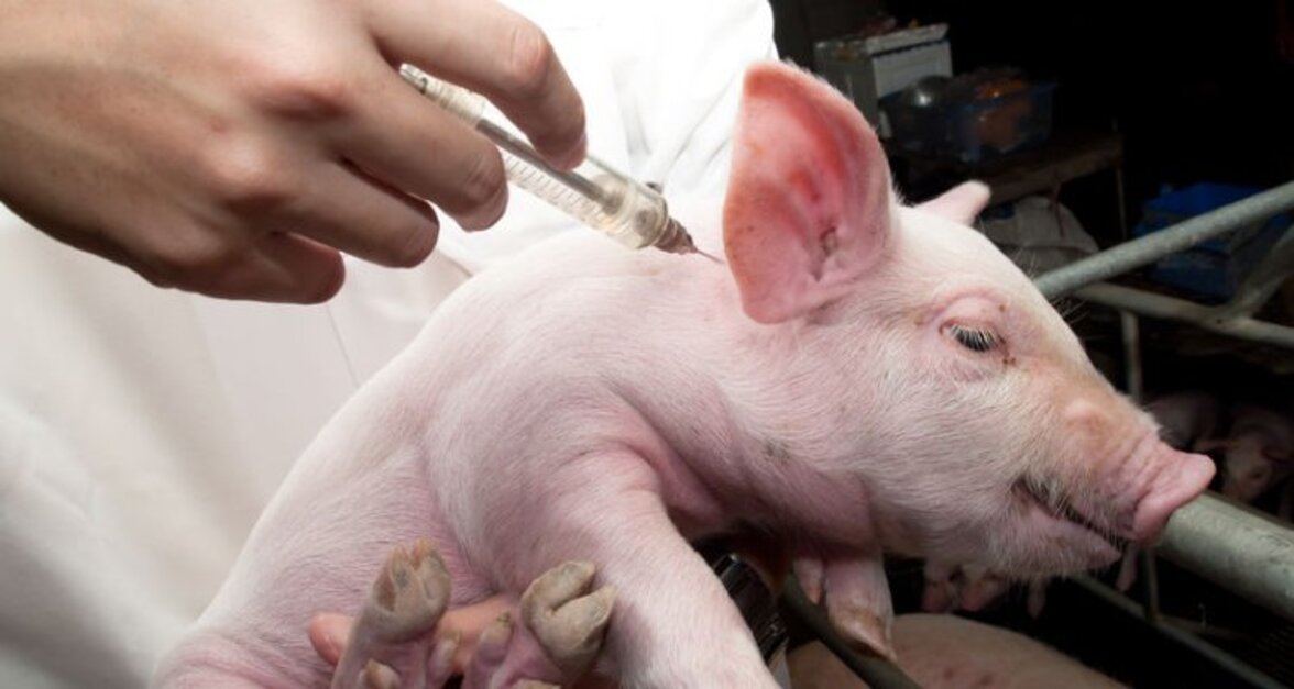 Достижения и открытия в области диагностики вирусных инфекций у животных и разработки вакцин для них