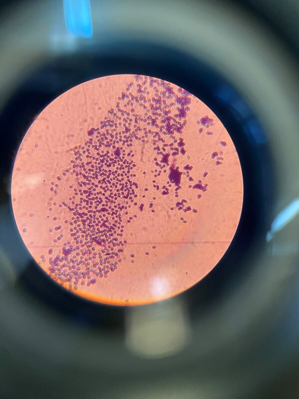 Ученые Пермского Политеха выделили культуру бактерий, которая снижает негативное воздействие хрома на окружающую среду