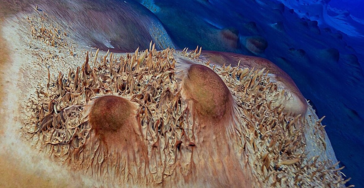 Микроорганизмы в озерах Антарктики могут рассказать больше о том, как развивалась жизнь