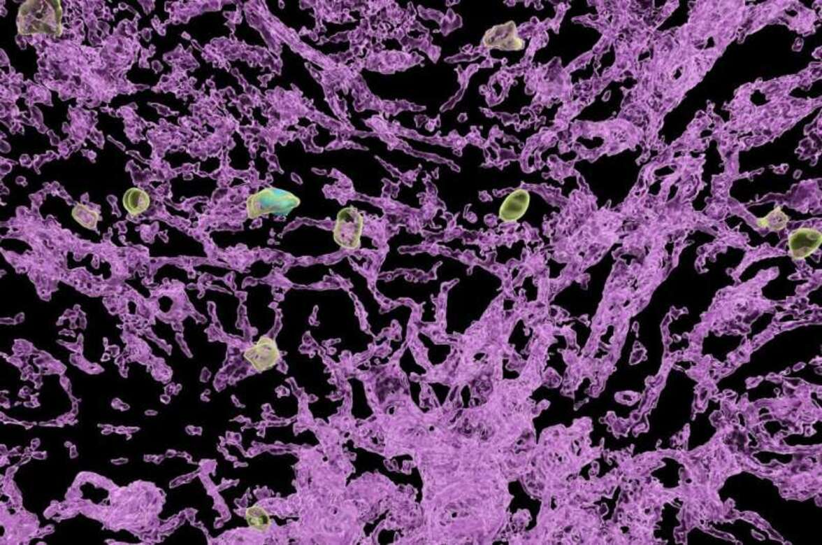 Гепатит B: обнаружен «таймер сна» иммунных клеток