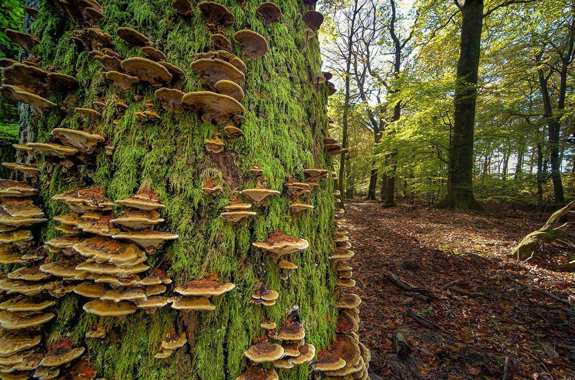 Внутри ствола среднего дерева живет более 1 триллиона микробов