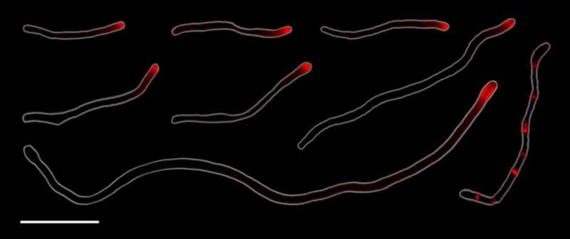 Бактерии ротовой полости человека размножаются с помощью редкой формы деления клеток