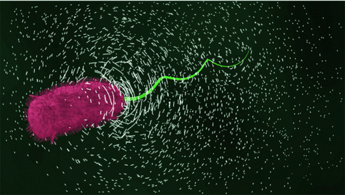 Как бактерии ориентируются в окружающей среде 