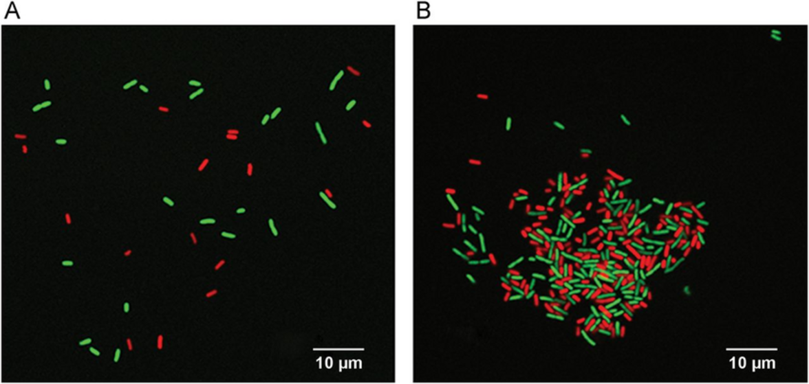 Безопасный штамм E. coli может предотвратить инфекции мочевыводящих путей