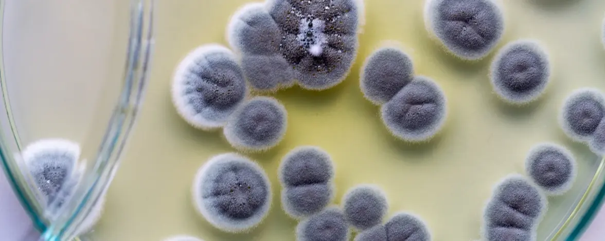 Как заплесневелая дыня помогла массовому производству пенициллина