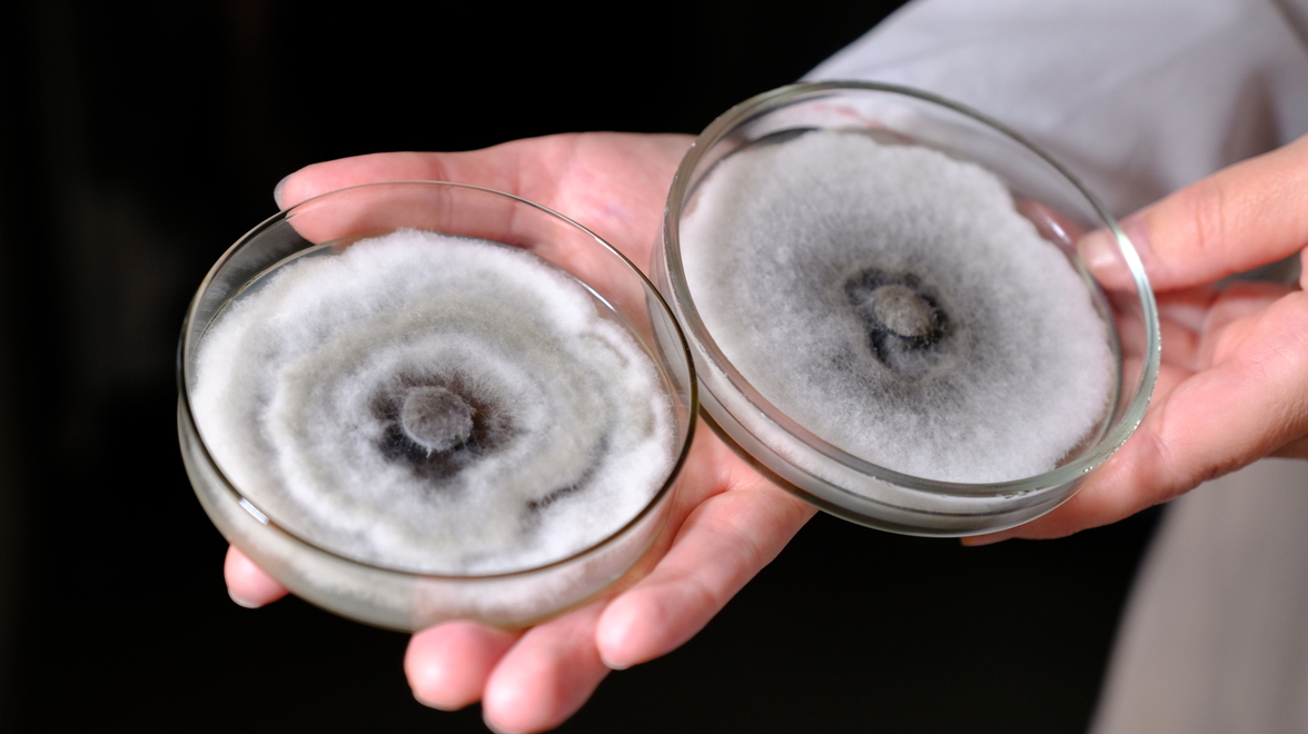 Грибок-разрушитель хвойных деревьев дошел до Сибири