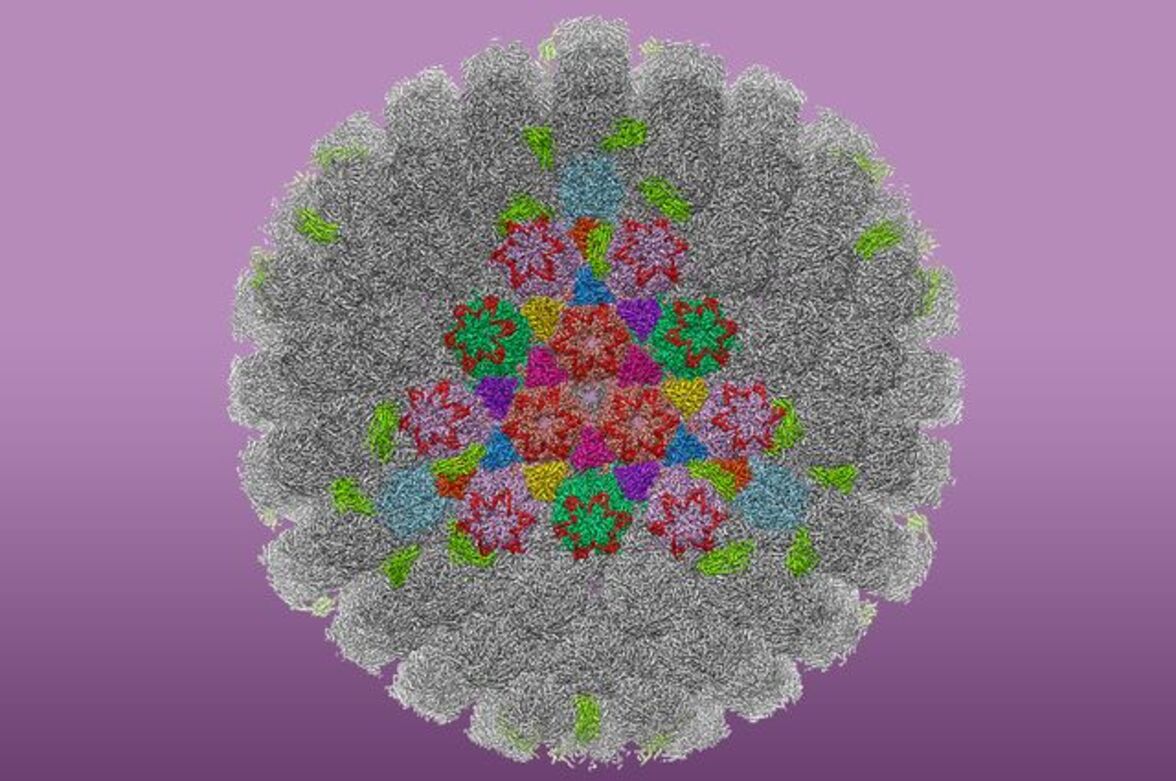 Интраназальная герпетическая инфекция может вызывать нейроповеденческую симптоматику