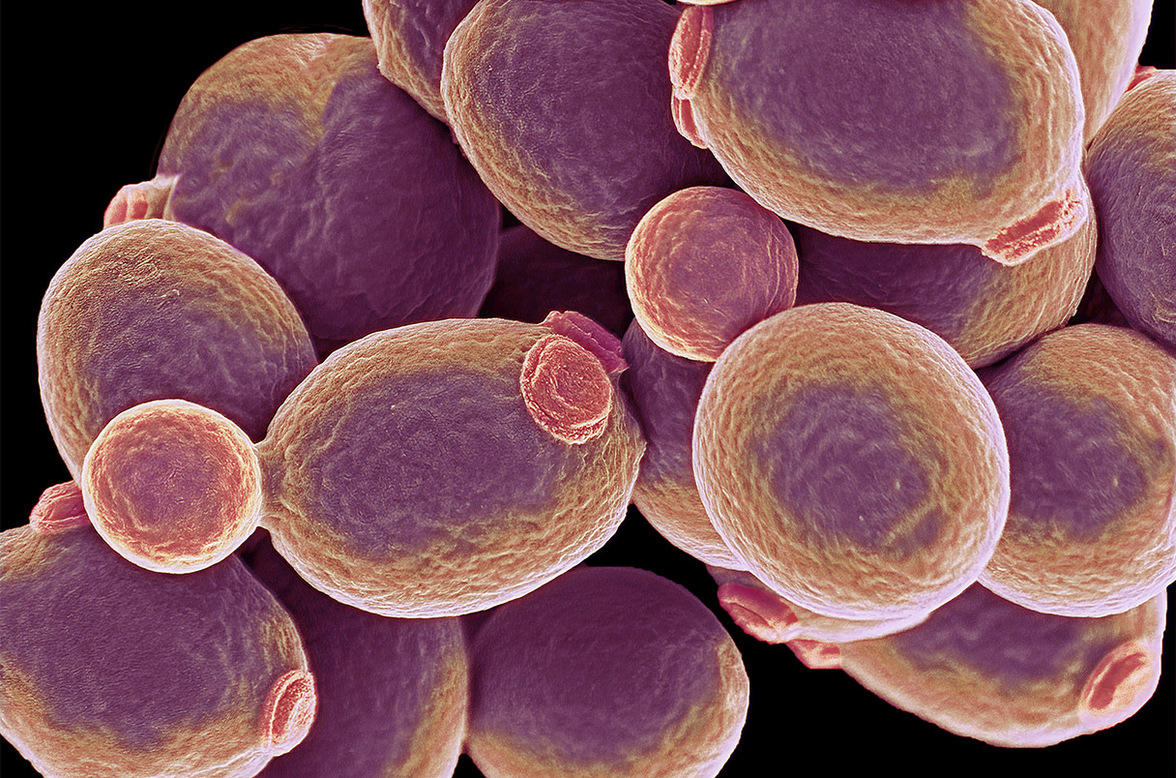 Смертоносные грибки становятся все более резистентными к лекарствам. Новое соединение может победить их