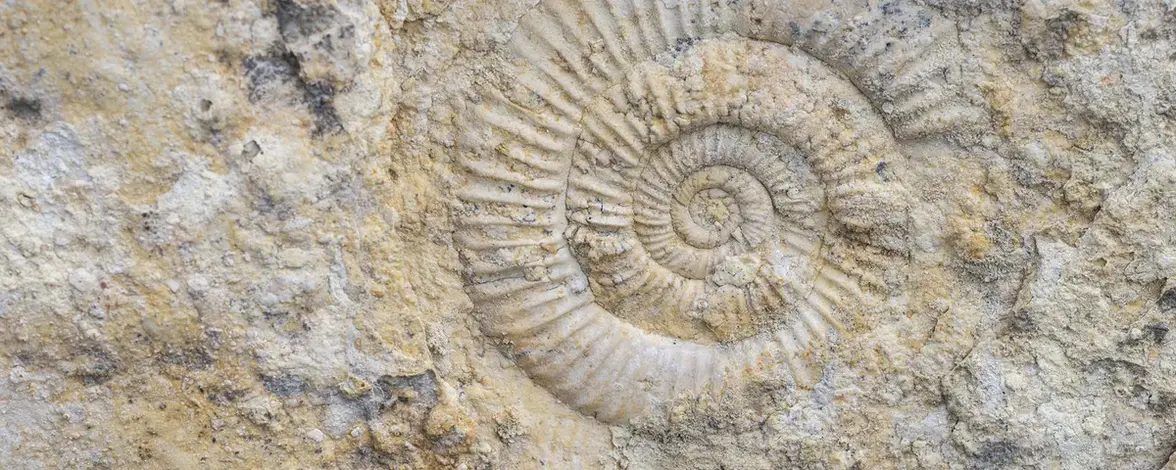 Аэробные бактерии могли возникнуть еще до начала "кислородного бума" на Земле