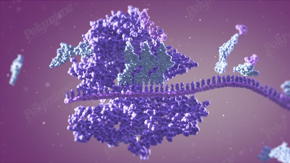 Тетрациклиновые антибиотики нарушают функцию Т-клеток, воздействуя на митохондрии