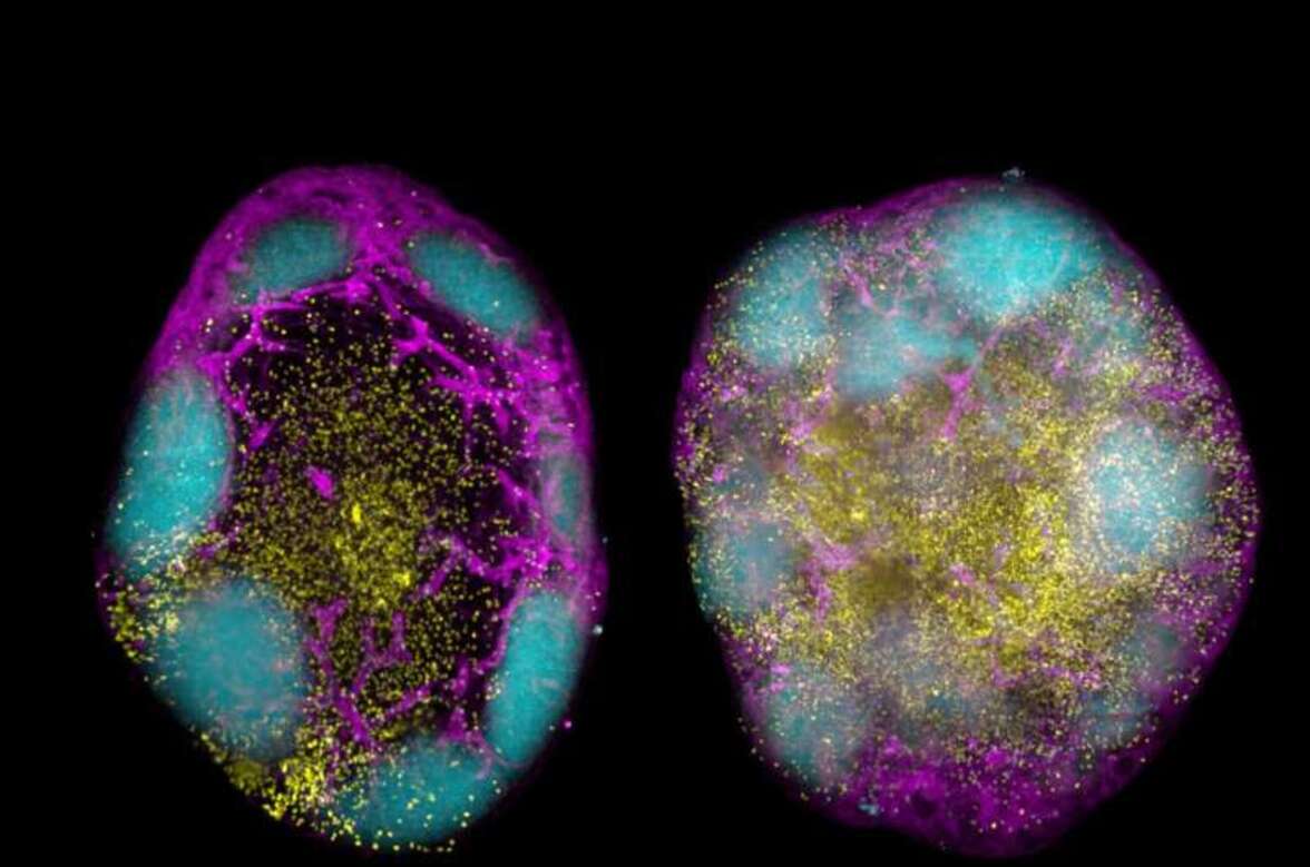Вакцины будущего смогут использовать иммунную систему для длительной защиты