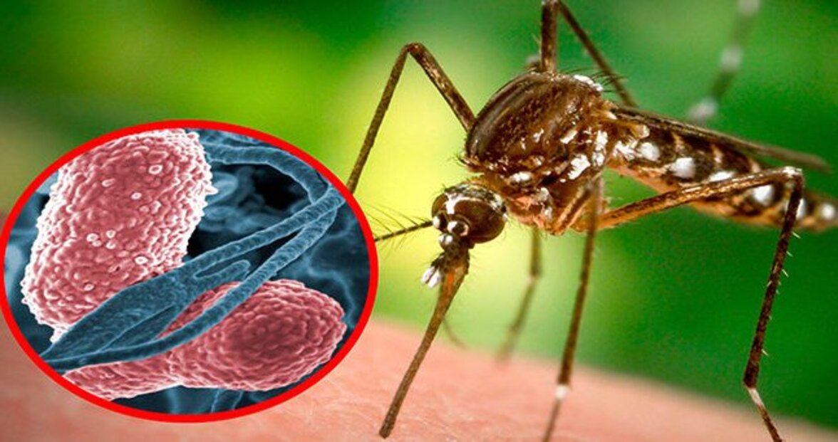 Пик лихорадки Западного Нила в России ожидается в августе