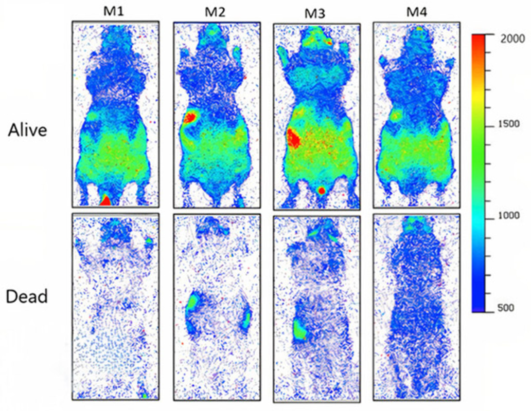 Мы излучаем видимый свет, который исчезает после смерти