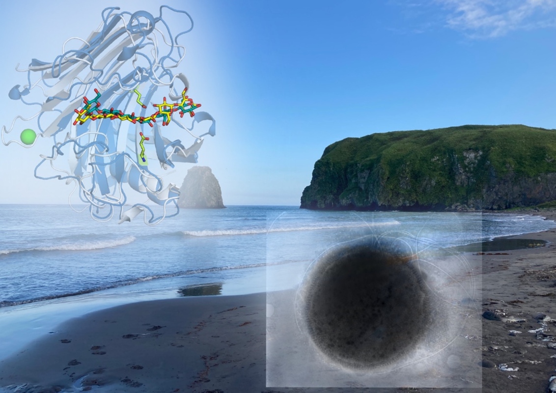 Российский микробиологи исследовали одни из самых термостабильных ферментов архей