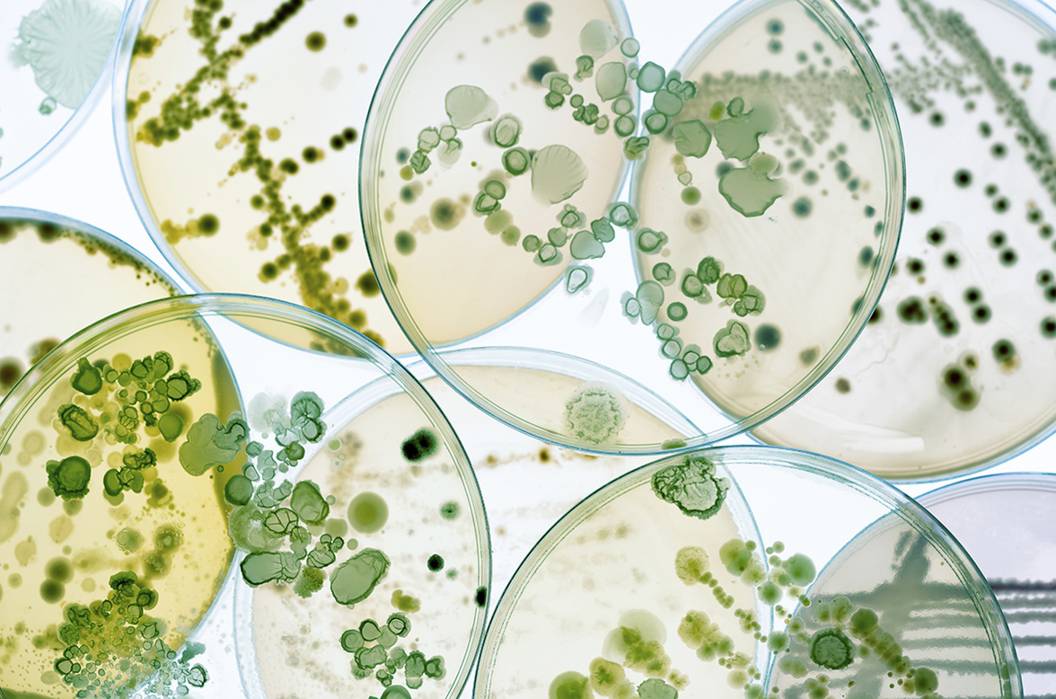 Группа ученых добивается сохранения микробов, как и других видов, находящихся под угрозой исчезновения