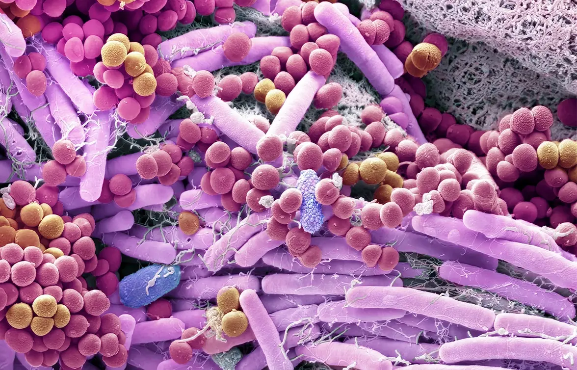 Могущественные микробы - невидимые силы, способные спасти мир