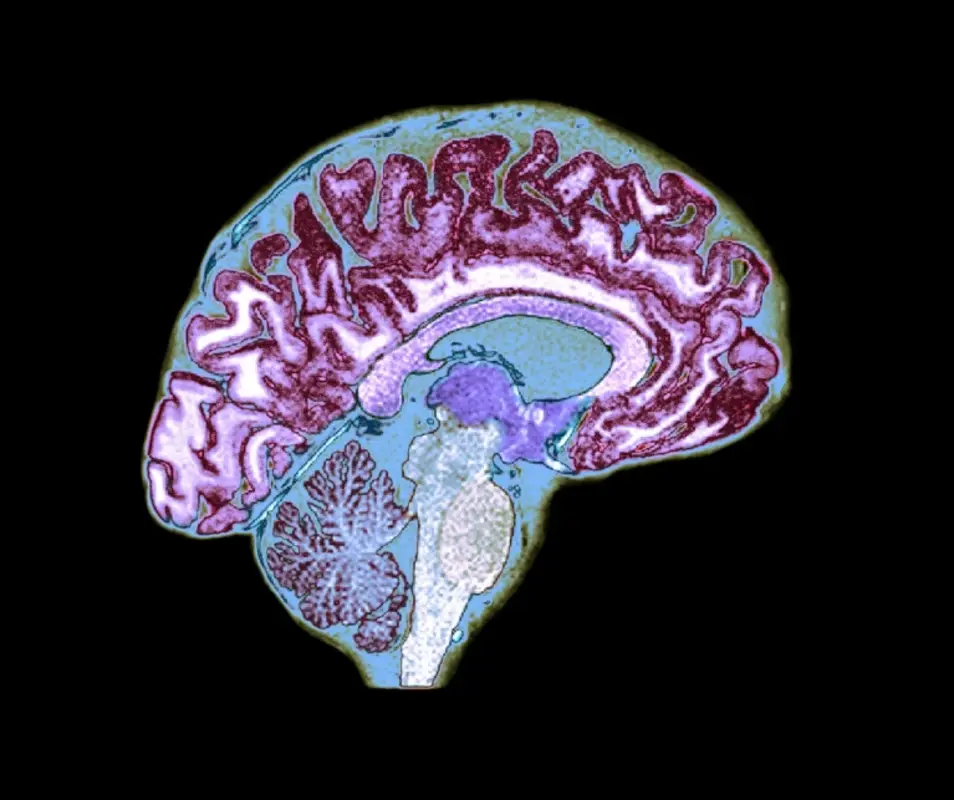 Как мозг с помощью иммунных клеток шпионит за кишечником