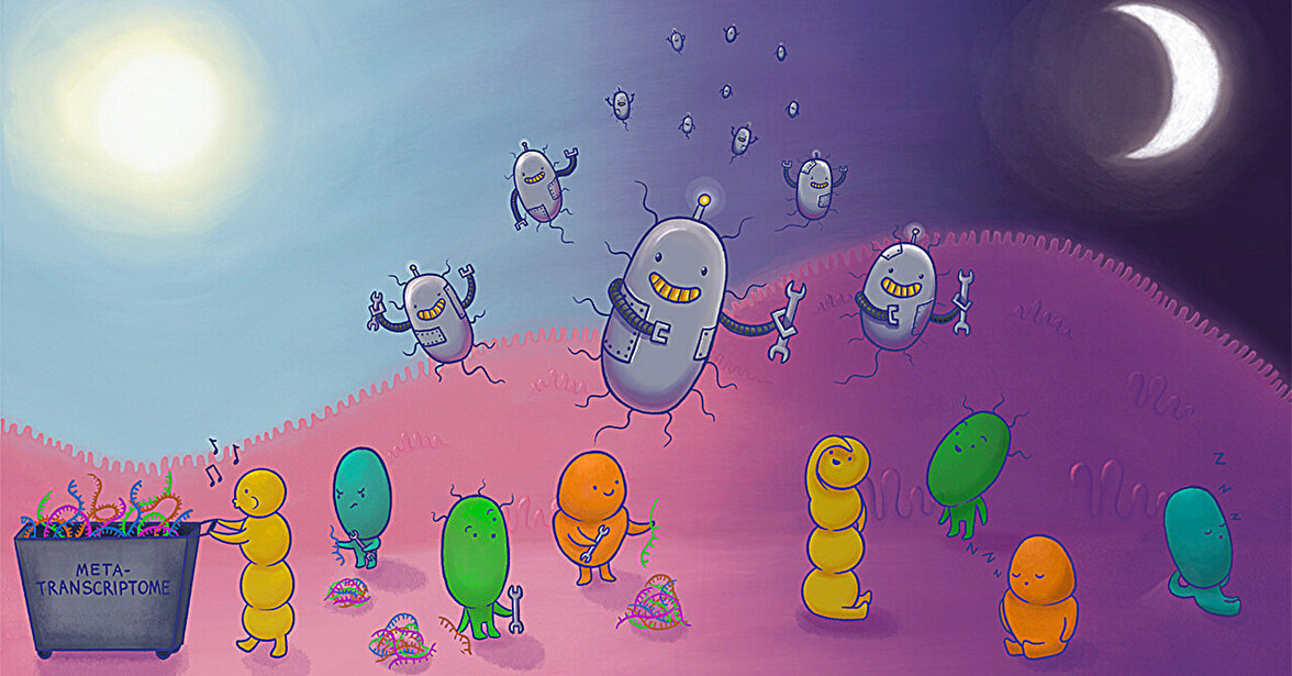 Отслеживание микробных ритмов открывает новые возможности для лечения метаболических заболеваний