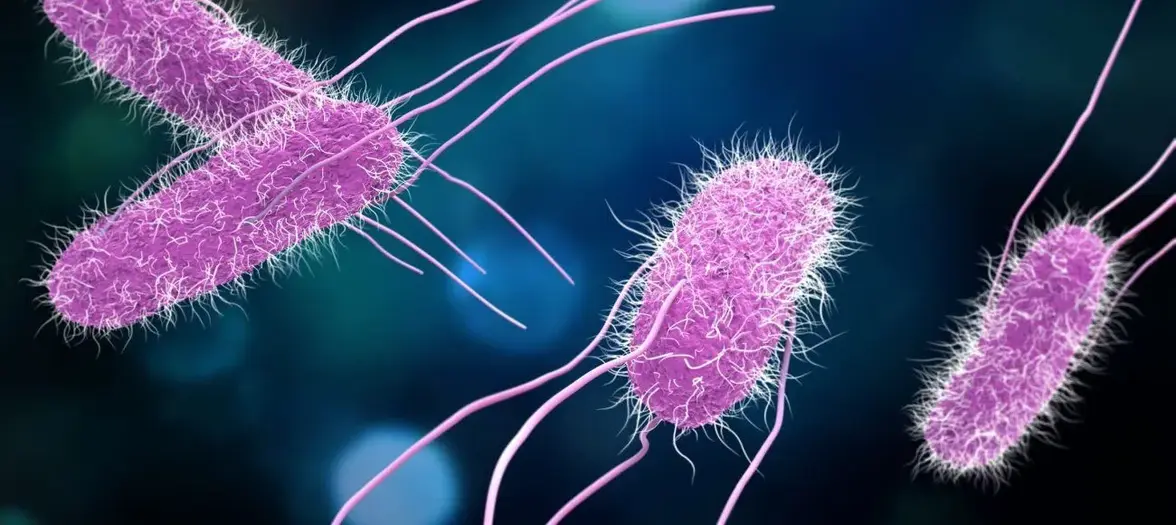 Фаги распространяют гены вирулентности сальмонелл