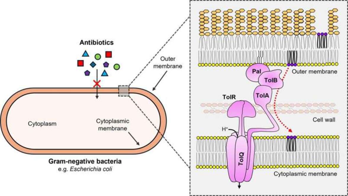 Раскрыта давняя загадка: как грамотрицательные бактерии сохраняют целостность своей внешней мембраны